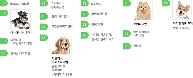 수재형 강아지 11위~26위